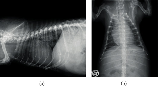 The Rare Occurrence of a Left Atrial Thrombus in a Dog.