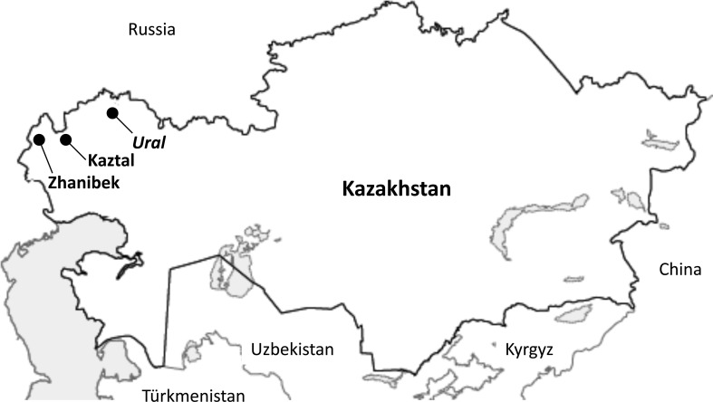 Genetic characterization of Kushum horses in Kazakhstan based on haplotypes of mtDNA and Y chromosome, and genes associated with important traits of the horses.