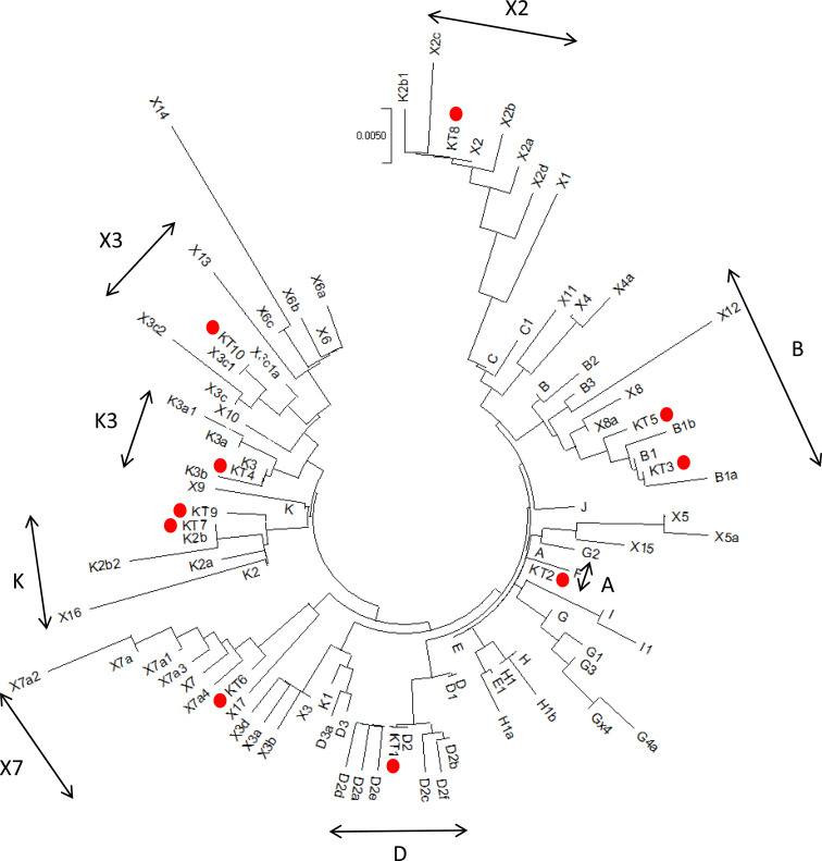 Genetic characterization of Kushum horses in Kazakhstan based on haplotypes of mtDNA and Y chromosome, and genes associated with important traits of the horses.