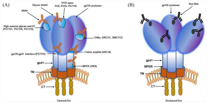 Efficiently cleaved HIV-1 envelopes: can they be important for vaccine immunogen development?