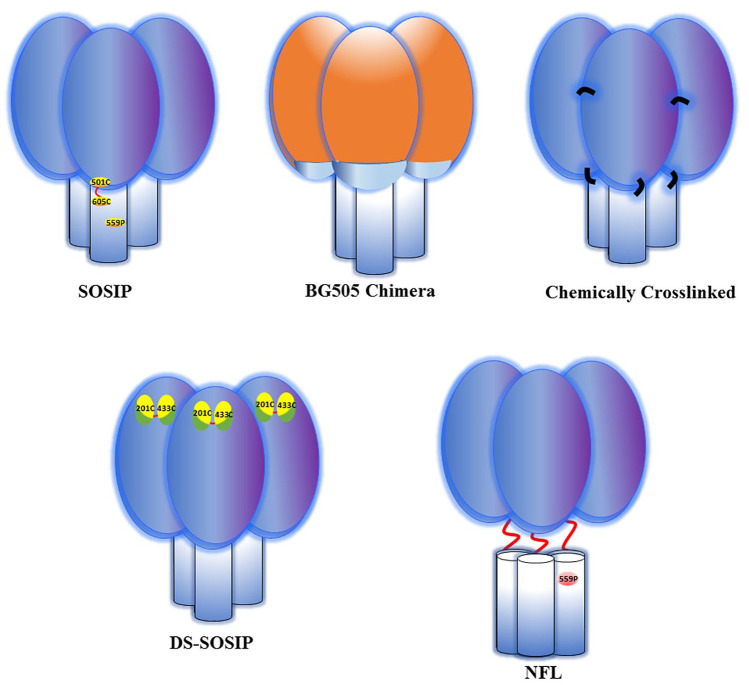 Efficiently cleaved HIV-1 envelopes: can they be important for vaccine immunogen development?