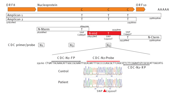 SARS-CoV-2 samples may escape detection because of a single point mutation in the N gene.
