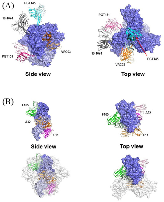 Efficiently cleaved HIV-1 envelopes: can they be important for vaccine immunogen development?