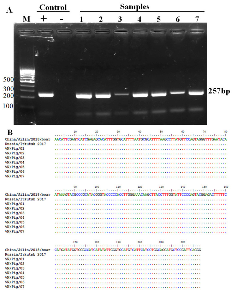 An improvement of real-time polymerase chain reaction system based on probe modification is required for accurate detection of African swine fever virus in clinical samples in Vietnam.