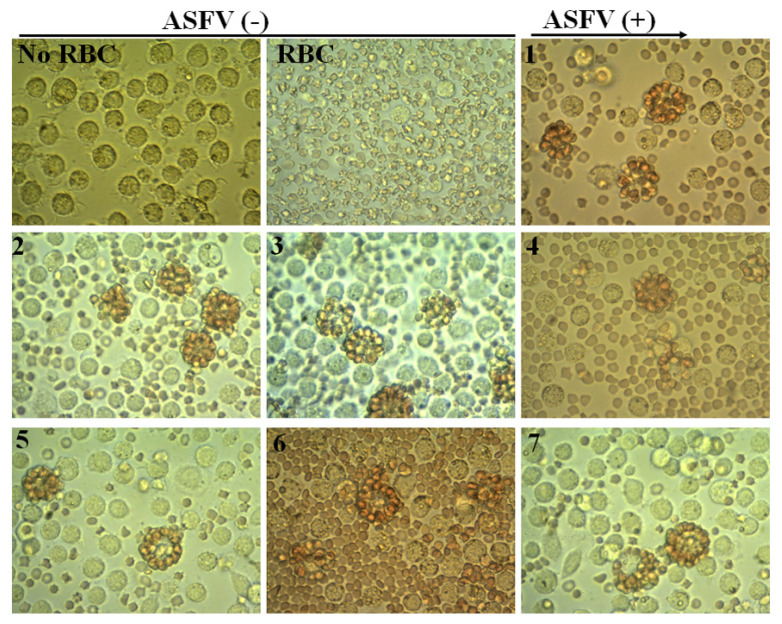 An improvement of real-time polymerase chain reaction system based on probe modification is required for accurate detection of African swine fever virus in clinical samples in Vietnam.