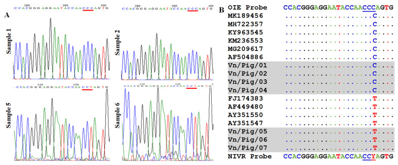 An improvement of real-time polymerase chain reaction system based on probe modification is required for accurate detection of African swine fever virus in clinical samples in Vietnam.