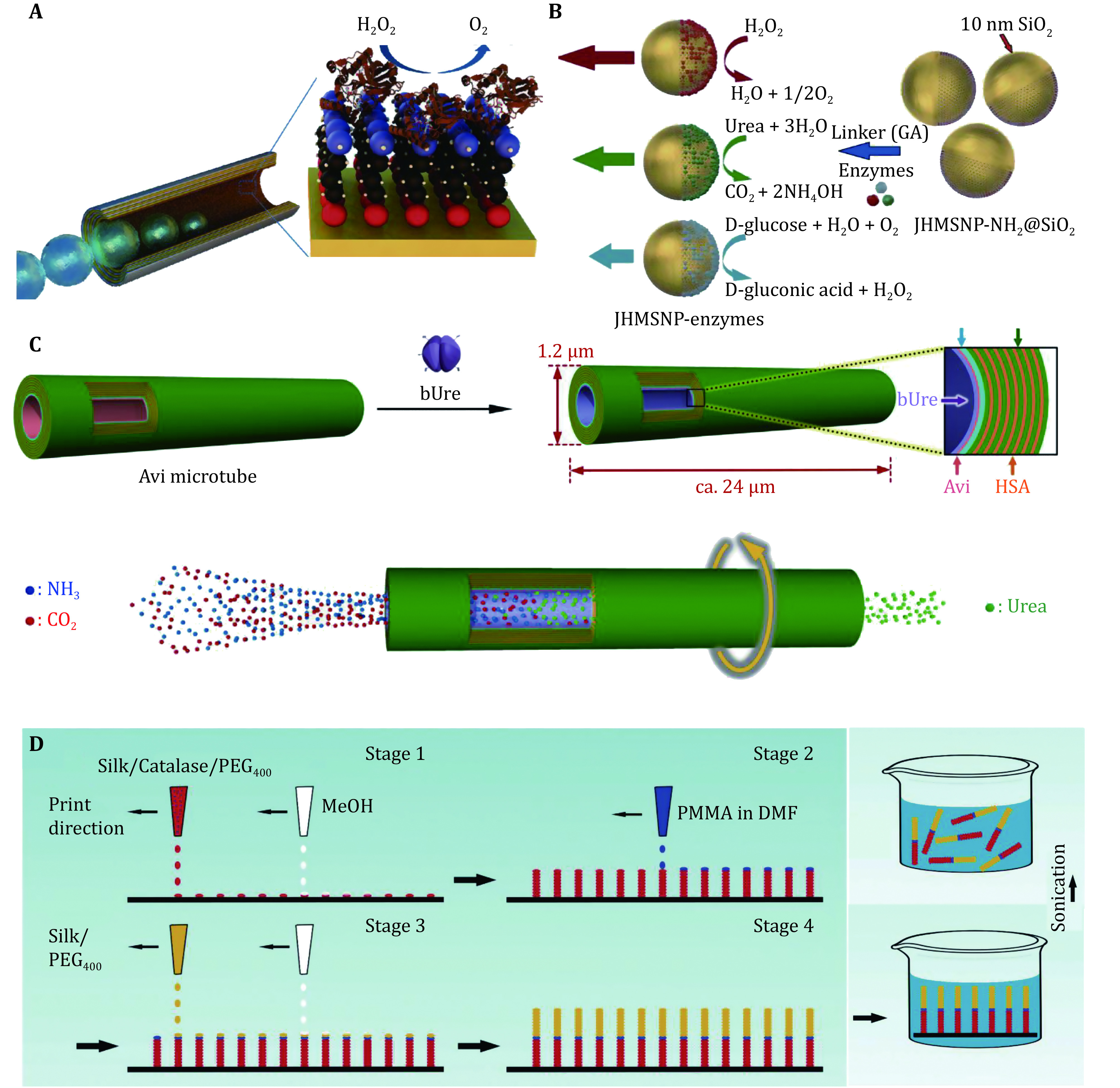 Biofriendly micro/nanomotors operating on biocatalysis: from natural to biological environments.