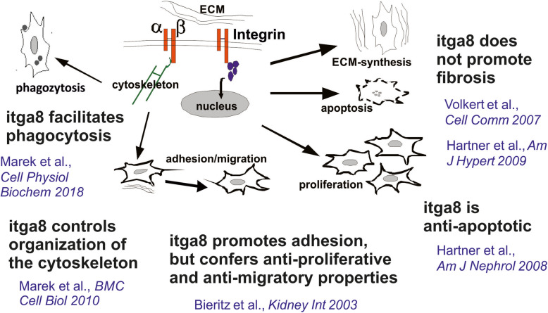 A role for the alpha-8 integrin chain (itga8) in glomerular homeostasis of the kidney.