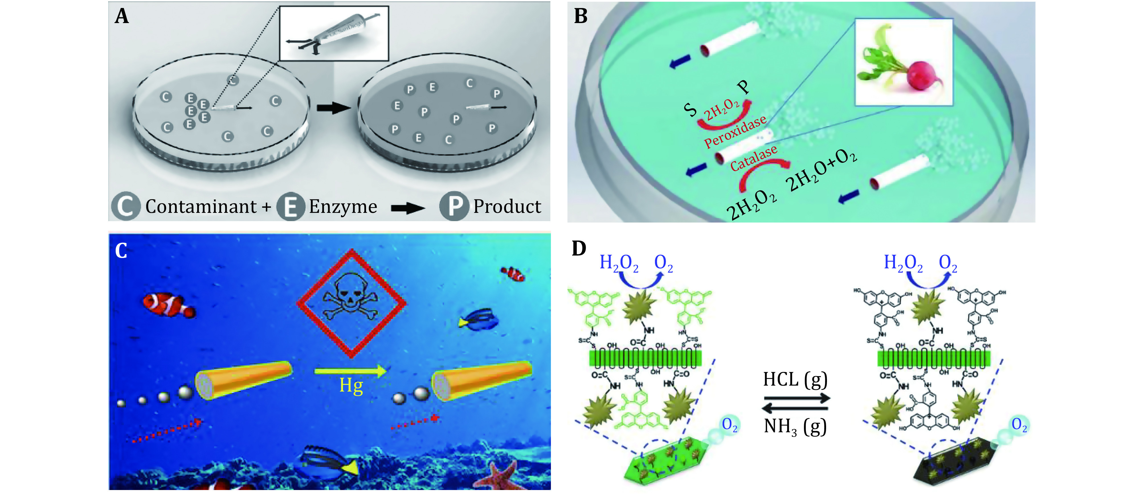 Biofriendly micro/nanomotors operating on biocatalysis: from natural to biological environments.