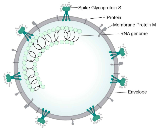 Severe Acute Respiratory Distress Syndrome Secondary to Coronavirus 2 (SARS-CoV-2).