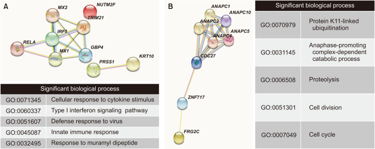 Genetic Features of Lung Adenocarcinoma with Ground- Glass Opacity: What Causes the Invasiveness of Lung Adenocarcinoma?