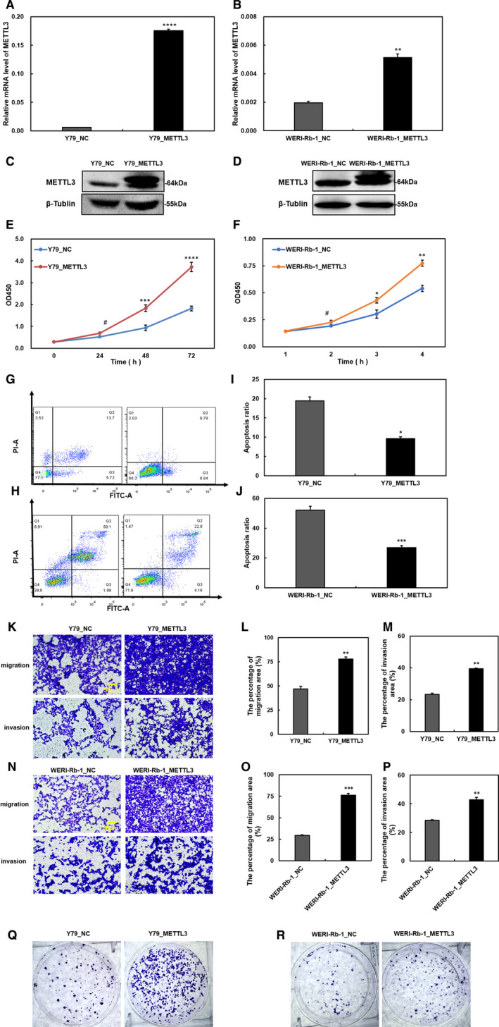 m<sup>6</sup> A methyltransferase METTL3 promotes retinoblastoma progression via PI3K/AKT/mTOR pathway.