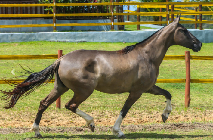 Inconsistencies in horse coat color registration: A case study.