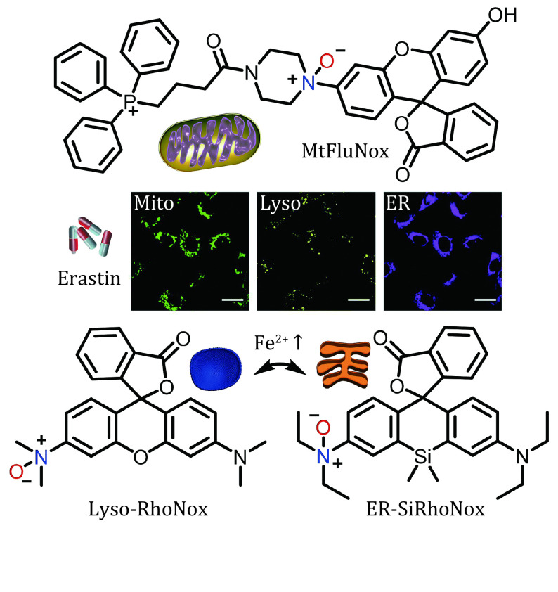 Recent endeavors on molecular imaging for mapping metals in biology.