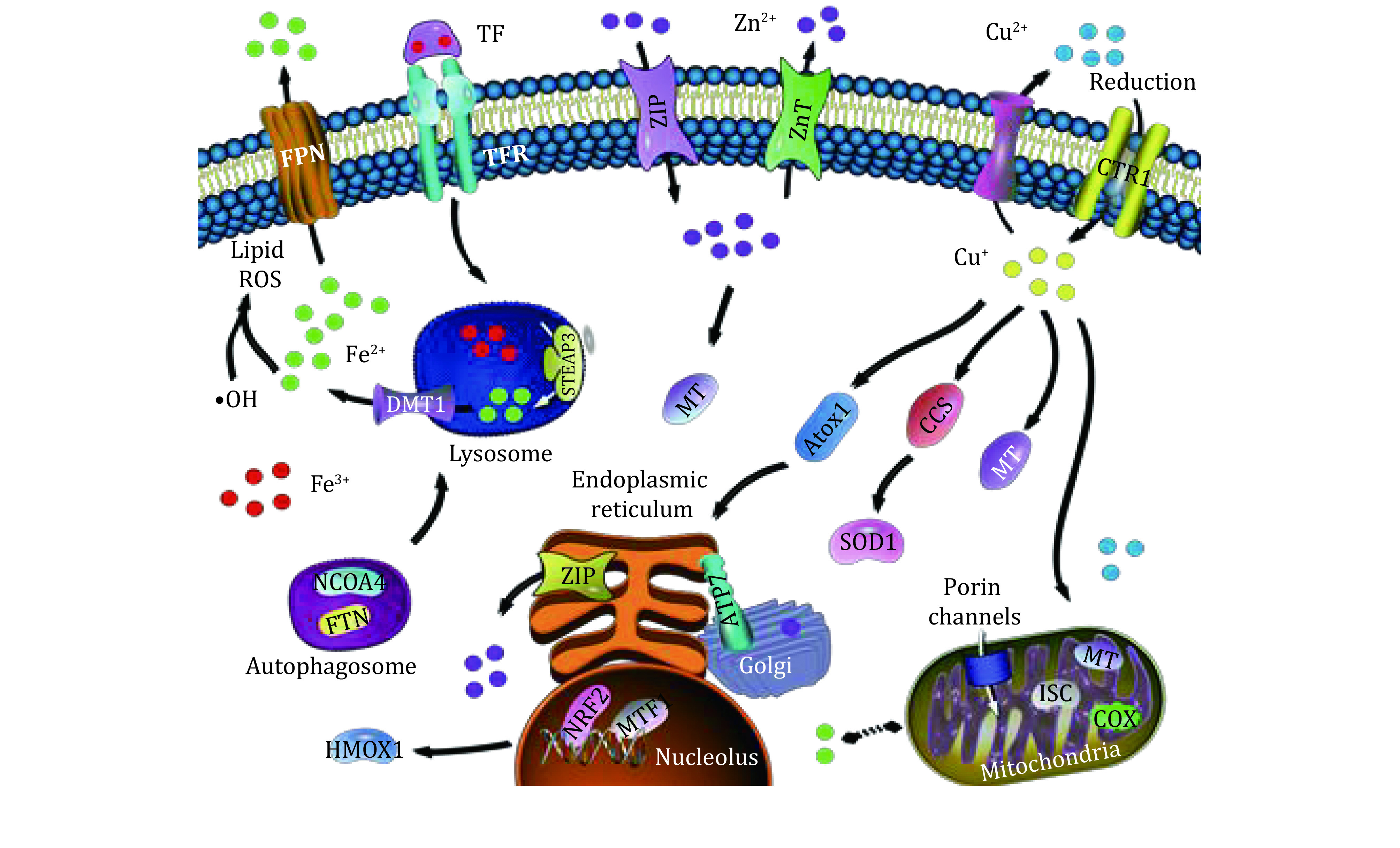 Recent endeavors on molecular imaging for mapping metals in biology.