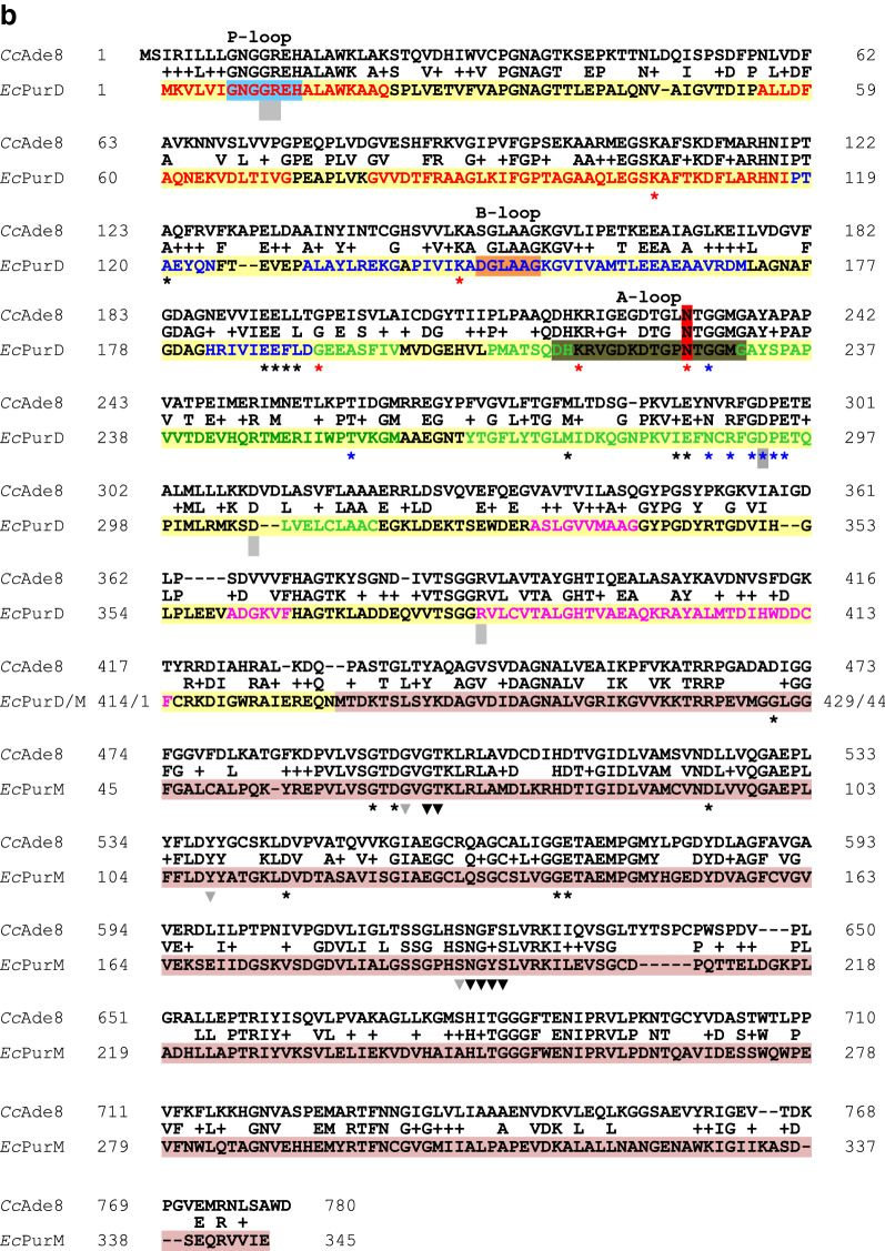 Selection markers for transformation of the sequenced reference monokaryon Okayama 7/#130 and homokaryon AmutBmut of <i>Coprinopsis cinerea</i>.