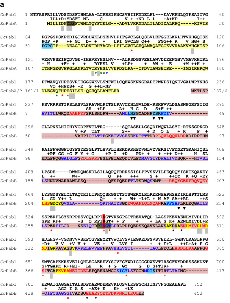 Selection markers for transformation of the sequenced reference monokaryon Okayama 7/#130 and homokaryon AmutBmut of <i>Coprinopsis cinerea</i>.