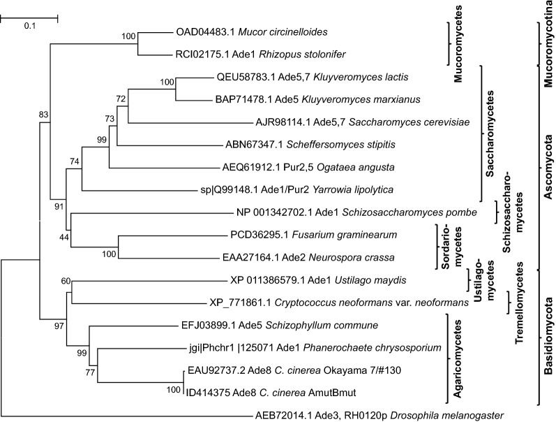 Selection markers for transformation of the sequenced reference monokaryon Okayama 7/#130 and homokaryon AmutBmut of <i>Coprinopsis cinerea</i>.