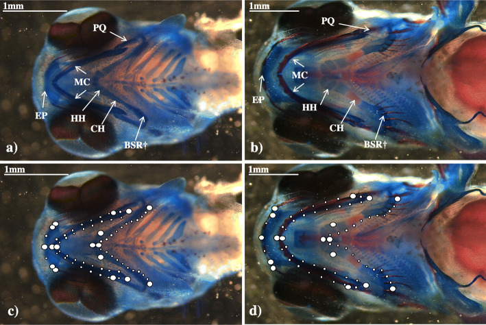 Differences among families in craniofacial shape at early life-stages of Arctic charr (Salvelinus alpinus).