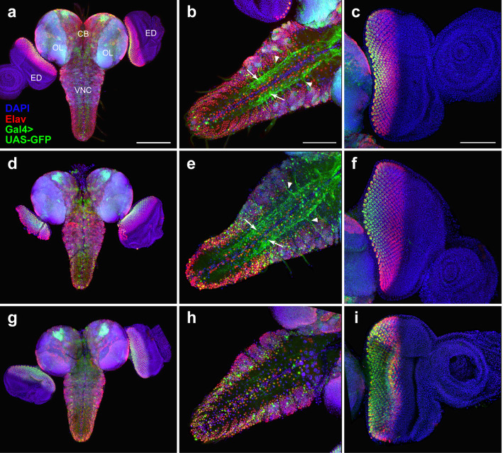 Molecular and cytological analysis of widely-used Gal4 driver lines for Drosophila neurobiology.