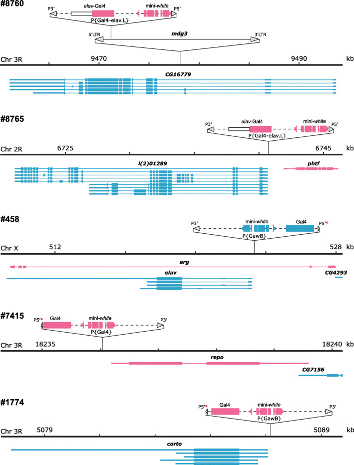 Molecular and cytological analysis of widely-used Gal4 driver lines for Drosophila neurobiology.