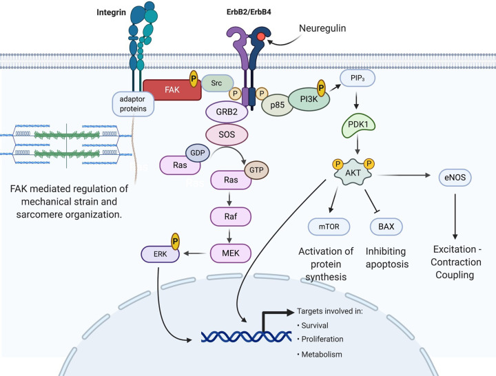 Neuregulins: protective and reparative growth factors in multiple forms of cardiovascular disease.
