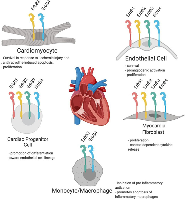 Neuregulins: protective and reparative growth factors in multiple forms of cardiovascular disease.