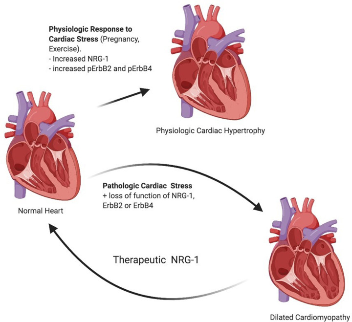Neuregulins: protective and reparative growth factors in multiple forms of cardiovascular disease.