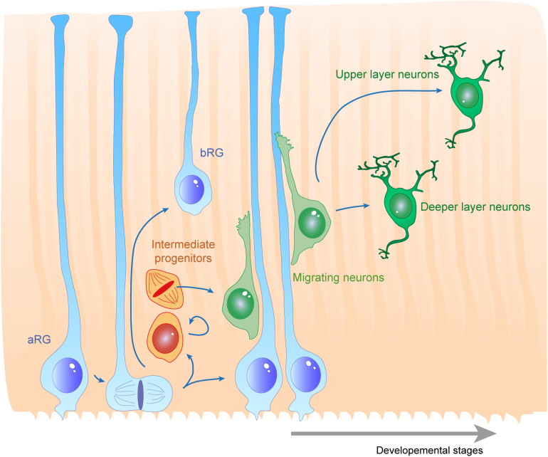 Extracellular Control of Radial Glia Proliferation and Scaffolding During Cortical Development and Pathology.