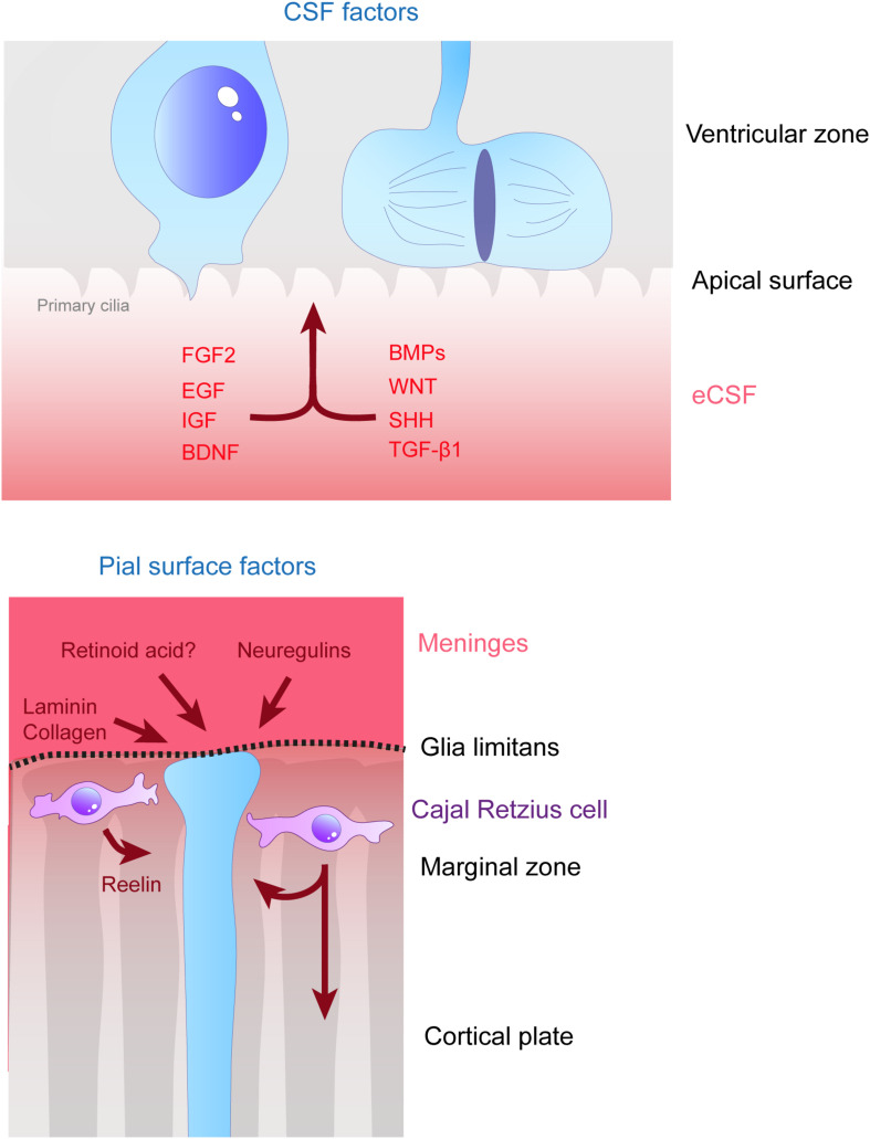 Extracellular Control of Radial Glia Proliferation and Scaffolding During Cortical Development and Pathology.
