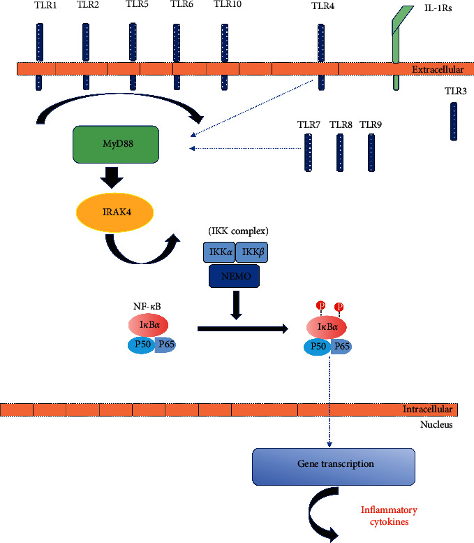 Interleukin-1 Receptor-Associated Kinase 4 Deficiency in a Greek Teenager.