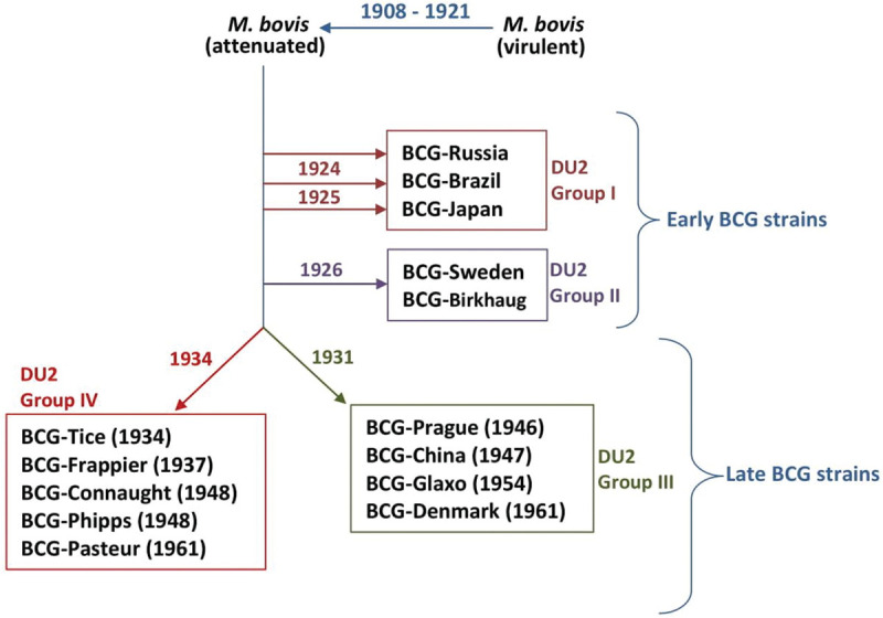 Expanded Scope of Bacillus Calmette-Guerin (BCG) Vaccine Applicability in Disease Prophylaxis, Diagnostics, and Immunotherapeutics.