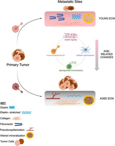 A glitch in the matrix: Age-dependent changes in the extracellular matrix facilitate common sites of metastasis