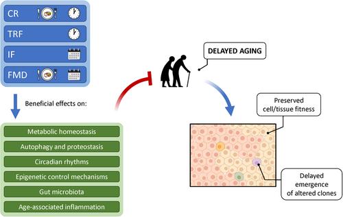 Dietary patterns and the neoplastic-prone tissue landscape of old age