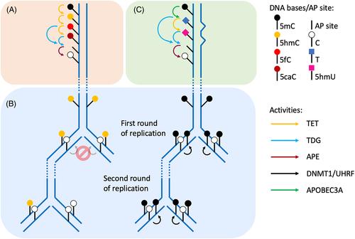 Active DNA demethylation—The epigenetic gatekeeper of development, immunity, and cancer