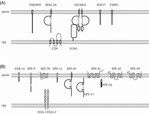 The molecular underpinnings of fertility: Genetic approaches in Caenorhabditis elegans