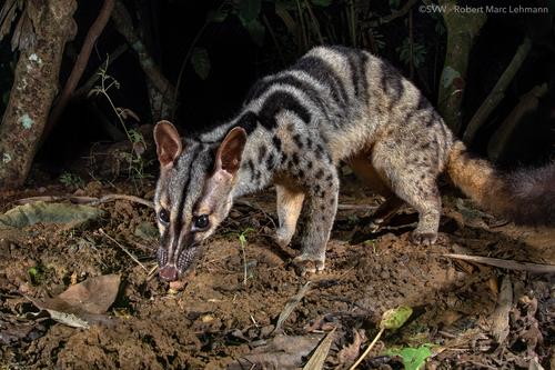 Owston’s civet Chrotogale owstoni: a priority for conservation breeding