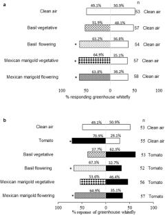 Behavioral response of the greenhouse whitefly (Trialeurodes vaporariorum) to plant volatiles of Ocimum basilicum and Tagetes minuta