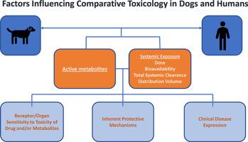 Considerations in the extrapolation of drug toxicity between humans and dogs