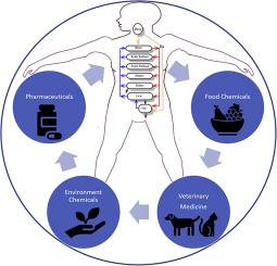 Physiologically based pharmacokinetic modeling: A promising tool for translational research and regulatory toxicology