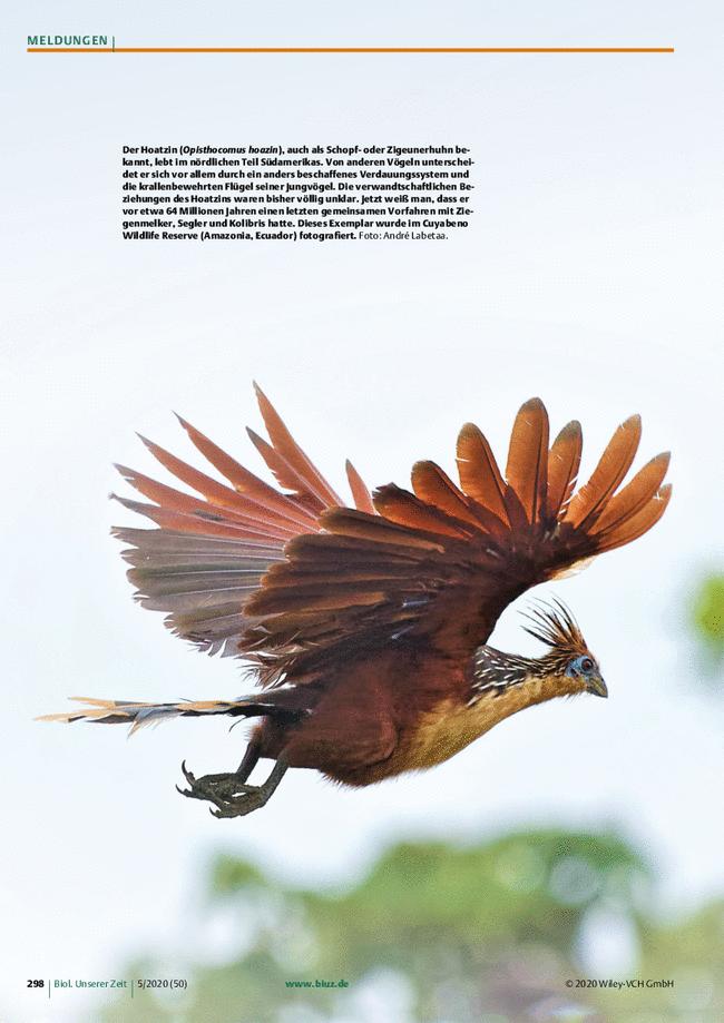 Meldungen: Biologie in unserer Zeit 5/2020