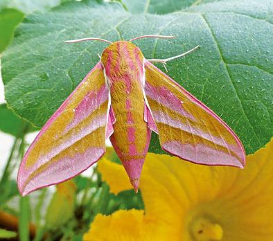 Niedergang der Insekten