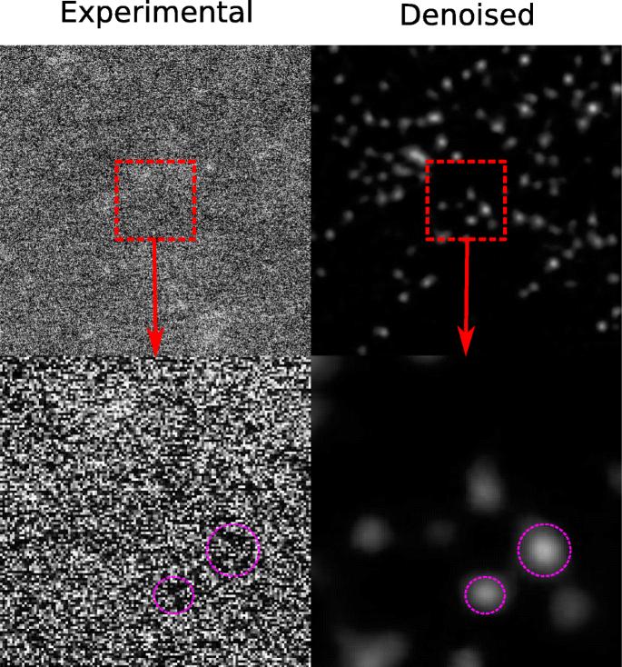 Noise2Atom: unsupervised denoising for scanning transmission electron microscopy images