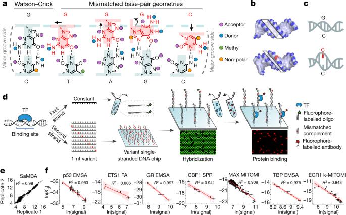 DNA mismatches reveal conformational penalties in protein–DNA recognition