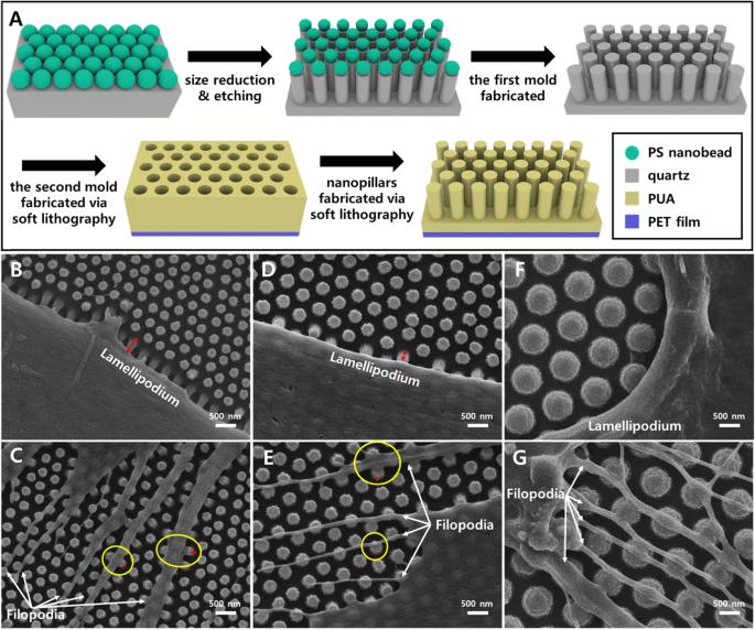 Stem cell behaviors on periodic arrays of nanopillars analyzed by high-resolution scanning electron microscope images