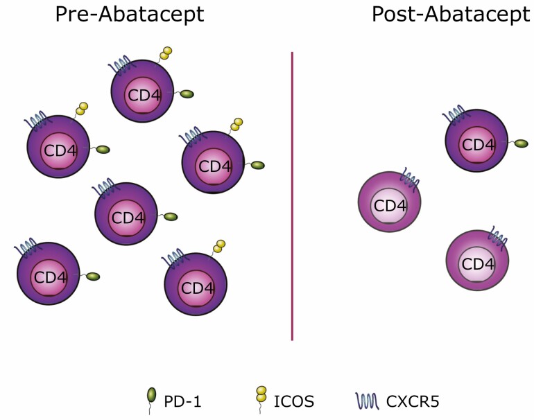 Predicting clinical response to costimulation blockade in autoimmunity.