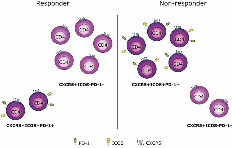 Predicting clinical response to costimulation blockade in autoimmunity.