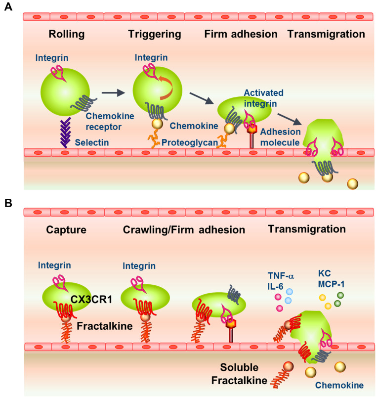 Emerging Role of Fractalkine in the Treatment of Rheumatic Diseases.