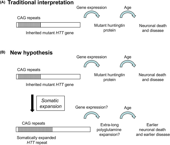 New developments in Huntington's disease and other triplet repeat diseases: DNA repair turns to the dark side.