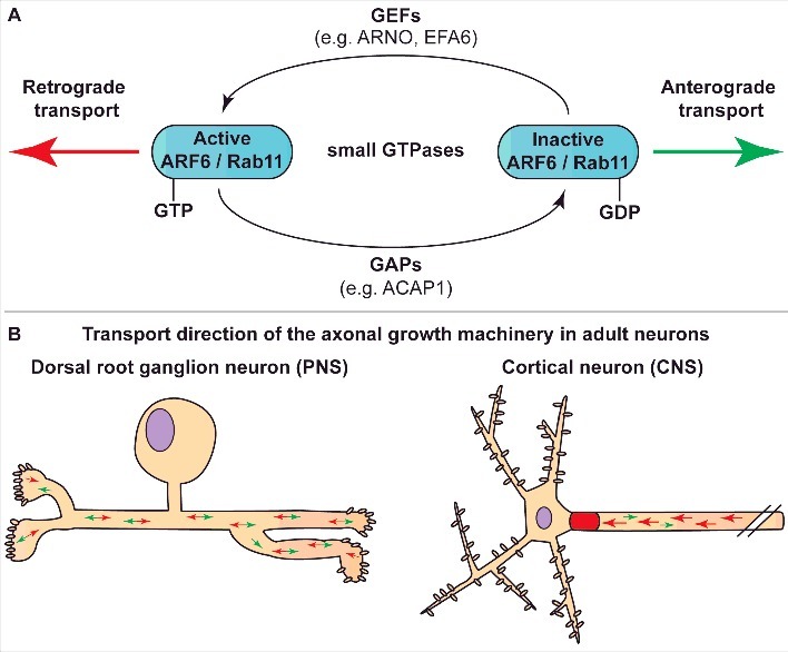 ARF6 and Rab11 as intrinsic regulators of axon regeneration.